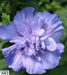 фота Хатнія Кветкі Гібіскус (Кітайская Ружа) хмызняк (Hibiscus), блакітны
