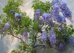Photo House Flowers Wisteria liana , light blue