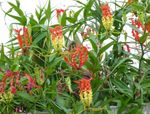 foto I fiori domestici Glory Lily la liana (Gloriosa), rosso