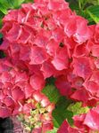 foto I fiori domestici Ortensia, Lacecap gli arbusti (Hydrangea hortensis), rosso