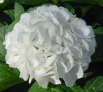 foto I fiori domestici Ortensia, Lacecap gli arbusti (Hydrangea hortensis), bianco