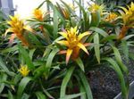 foto Huis Bloemen Guzmania kruidachtige plant , geel