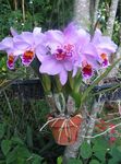 fotografie Dendrobium Orchidej charakteristiky