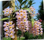 Photo House Flowers Dendrobium Orchid herbaceous plant , pink