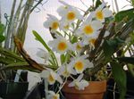 Foto Māja Ziedi Dendrobium Orhideja zālaugu augs , balts