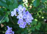 fotoğraf Evin çiçekler Duranta, Bal Damlaları, Altın Çiğ Damlası, Güvercin Berry ağaç , açık mavi