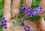 Photo House Flowers Duranta, Honey Drops, Golden Dewdrop, Pigeon Berry tree , purple