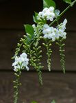 Фото Домашні Квіти Дурантa дерево (Duranta), білий