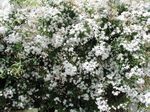 foto I fiori domestici Gelsomino la liana (Jasminum), bianco