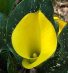 foto I fiori domestici Calla erbacee (Zantedeschia), giallo