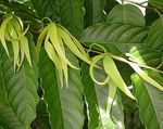 Ylang Ylang, Δέντρο Άρωμα, Chanel # 5 Δέντρο, Ιλάνγκ-Ιλάνγκ, Maramar
