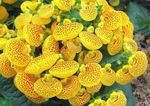 fotoğraf Evin çiçekler Terlik Çiçek otsu bir bitkidir (Calceolaria), sarı