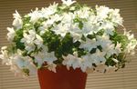 fotografija Sobne cvetje Campanula, Zvončica ampelnye , bela
