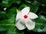 foto I fiori domestici Madagascar Pervinca, Vinca gli arbusti (Catharanthus), bianco