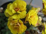 Foto Topfblumen Sauerklee grasig (Oxalis), gelb