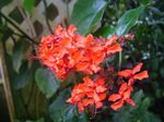 Photo House Flowers Clerodendron shrub (Clerodendrum), red