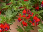 Photo House Flowers Cigarette Plant shrub (Cuphea), red