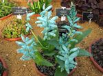 fotoğraf Evin çiçekler Cape Cowslip otsu bir bitkidir (Lachenalia), açık mavi