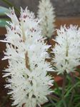 Photo House Flowers Cape Cowslip herbaceous plant (Lachenalia), white