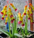 Photo House Flowers Cape Cowslip herbaceous plant (Lachenalia), yellow