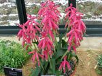 Photo House Flowers Cape Cowslip herbaceous plant (Lachenalia), pink