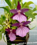 Photo House Flowers Miltonia herbaceous plant , purple
