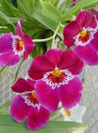 Photo House Flowers Miltonia herbaceous plant , pink