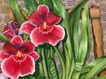 Photo House Flowers Miltonia herbaceous plant , red