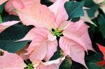 照 楼花 一品红 草本植物 (Poinsettia pulcherrima), 粉红色