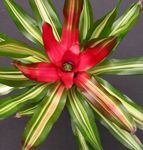 Photo House Flowers Bromeliad herbaceous plant (Neoregelia), red