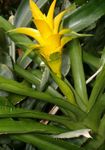 foto I fiori domestici Nidularium erbacee , giallo