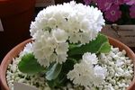 Photo House Flowers Primula, Auricula herbaceous plant , white