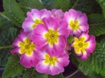 Photo House Flowers Primula, Auricula herbaceous plant , pink