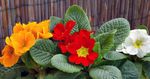 Photo House Flowers Primula, Auricula herbaceous plant , red