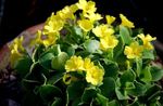 Photo House Flowers Primula, Auricula herbaceous plant , yellow