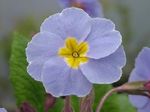 fotoğraf Evin çiçekler Primula, Auricula otsu bir bitkidir , açık mavi