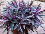 fotografie Flori de Casa Rhoeo Tradescantia planta erbacee , violet