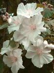 Photo Flowering Maple, Weeping Maple, Chinese Lantern tree (Abutilon), white