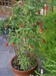 Foto Topfblumen Bloodberry, Rouge Pflanze, Baby Pfeffer, Pigeonberry, Coralito sträucher (Rivina), rosa