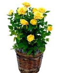 Фото Домашні Квіти Розa чагарник (Rose), жовтий