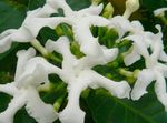 foto I fiori domestici Tabernaemontana, Banana Cespuglio , bianco