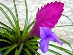foto I fiori domestici Tillandsia erbacee , lilla
