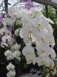 fotografie Kvetinové Kvety Phalaenopsis trávovitý , biely