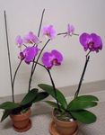 Photo House Flowers Phalaenopsis herbaceous plant , lilac