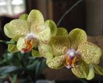Photo House Flowers Phalaenopsis herbaceous plant , yellow