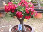 foto I fiori domestici Rosa Del Deserto gli alberi (Adenium), rosso