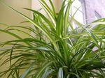 Photo Spider Plant (Chlorophytum), green