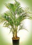 Foto Topfpflanzen Lockig Palme, Kentia Palme, Paradies Palmen bäume (Howea), grün