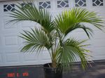 Foto Topfpflanzen Lockig Palme, Kentia Palme, Paradies Palmen bäume (Howea), grün