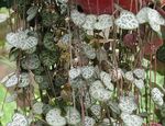 Photo House Plants Rosary Vine, String of Hearts (Ceropegia woodii), motley